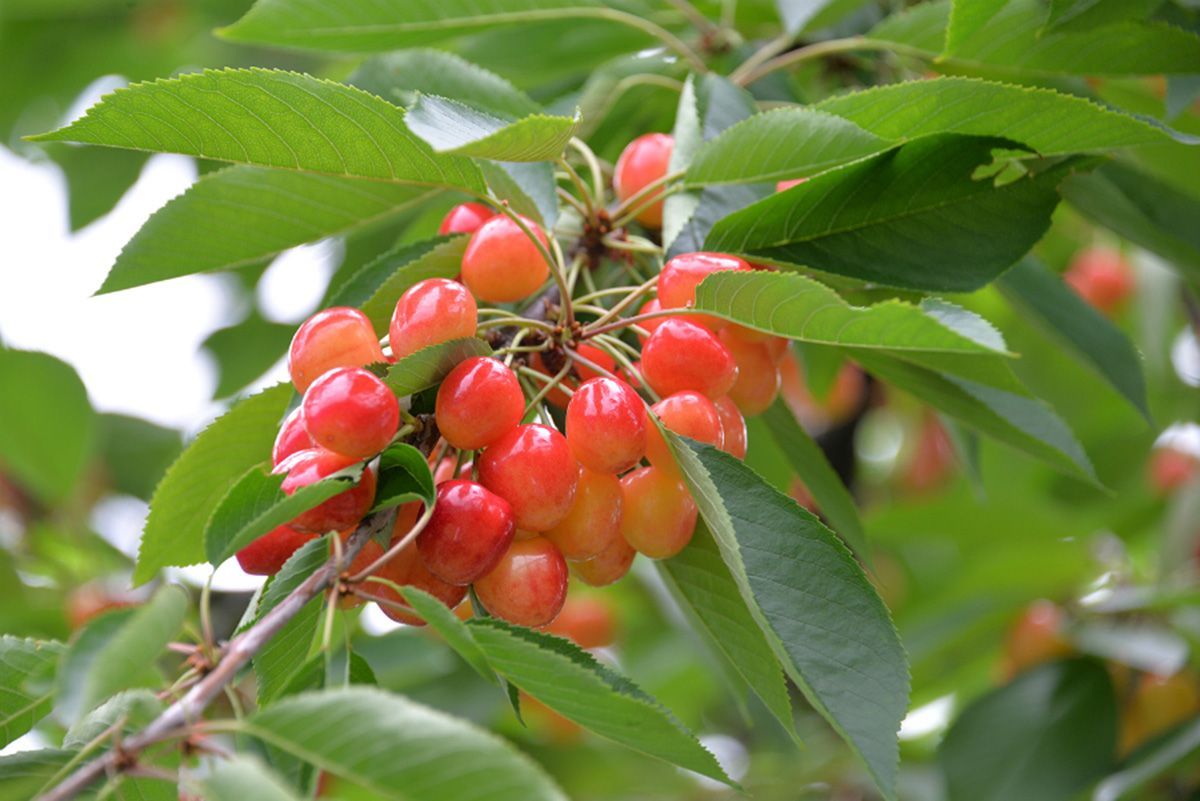 Cherries 雷尼櫻桃