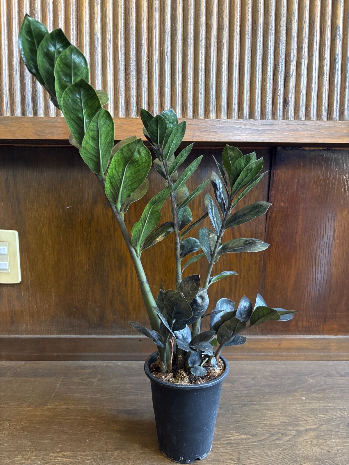 フィロデンドロン ジョーピー 3【現品】☆希少☆ 観葉植物 室内 7号