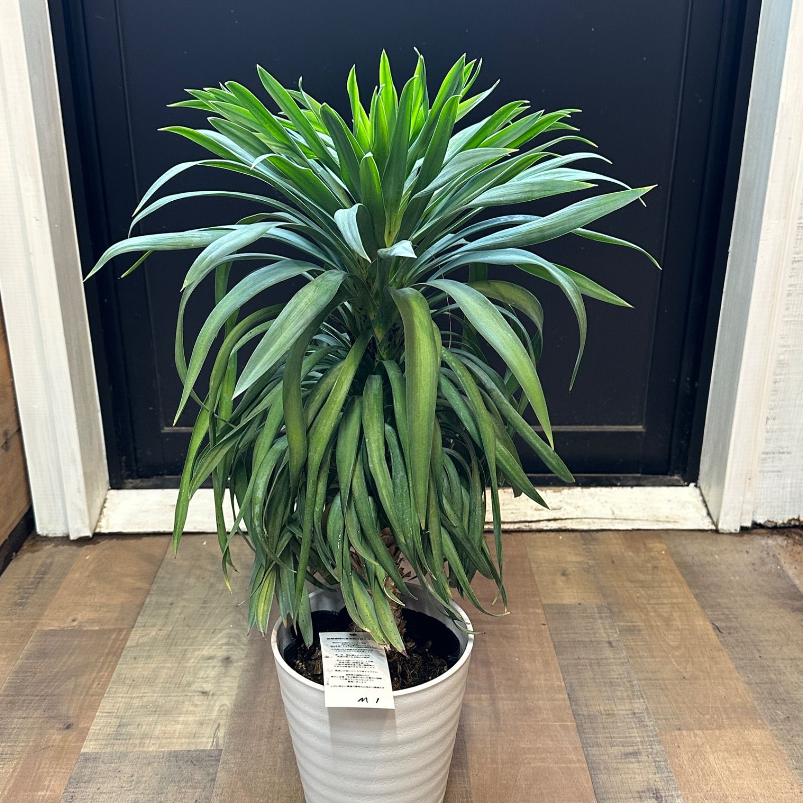 ユッカデスメティアナ ユッカデスメティアーナ ユッカ ユッカ・デス