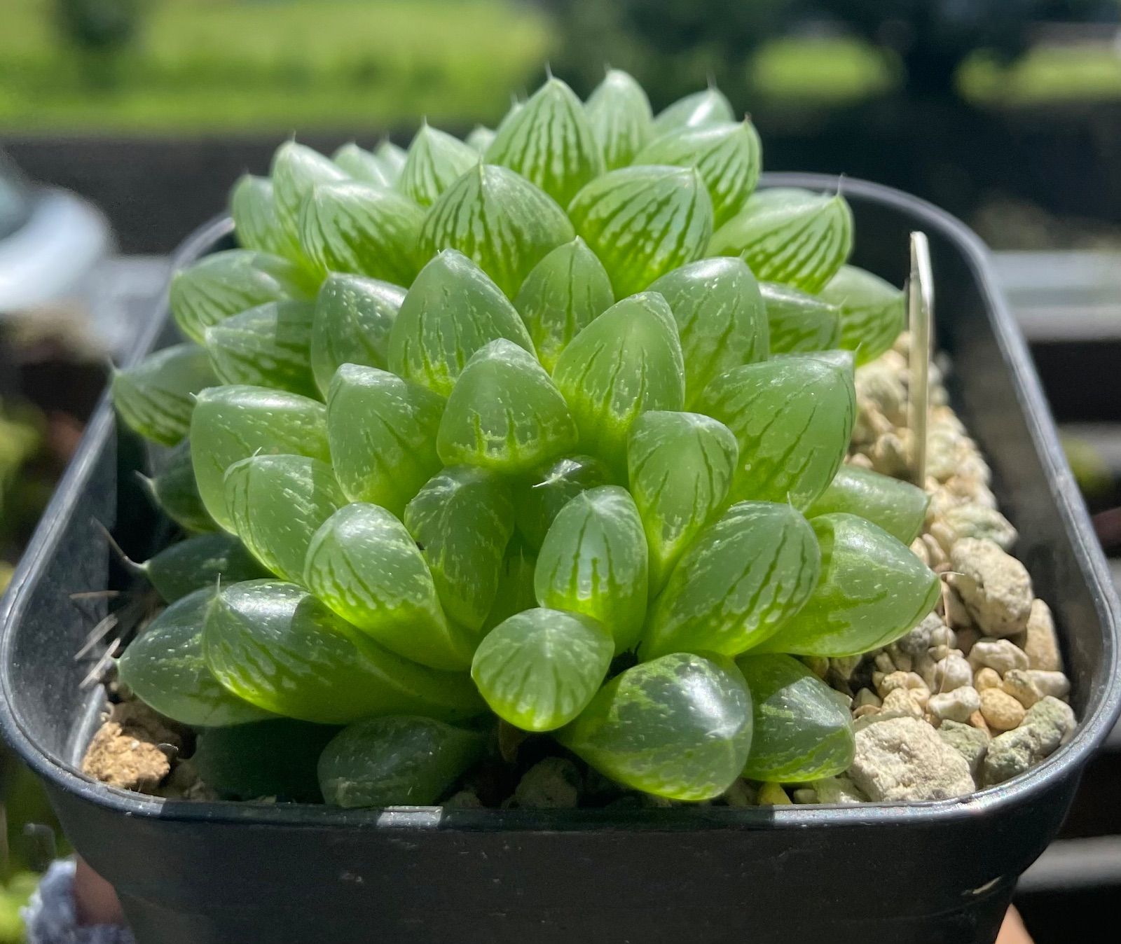 多肉植物　ハオルチア　光るオブツーサ　抜き苗 楽天市場】☆特価☆多肉植物：ハオルチア 光るオブツーサ*M 幅5cm