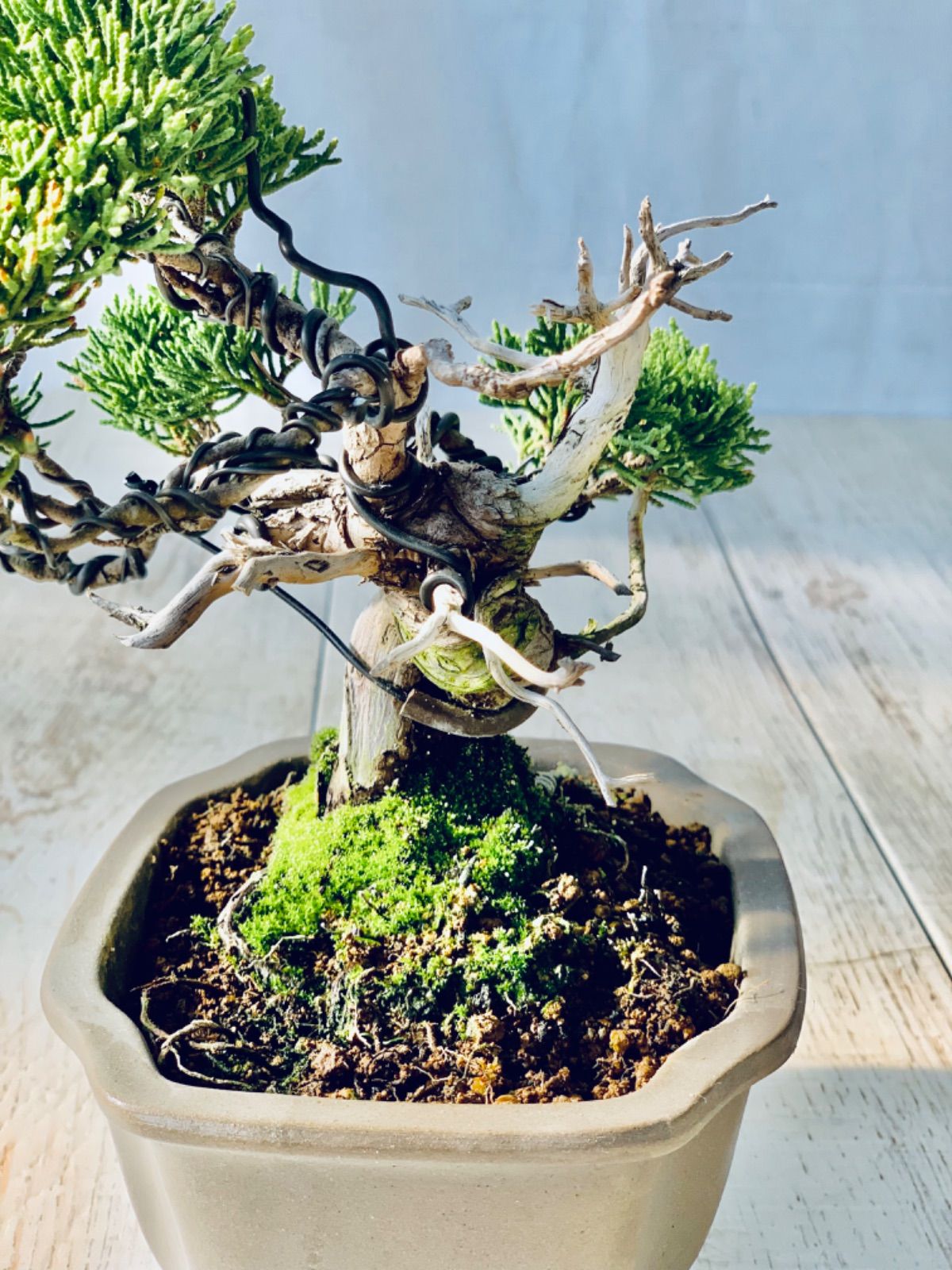 真柏20本セット初心者向け品種 (盆栽 ミニ真柏 ミニ盆栽 bonsai 真柏20本セット初心者向け品種 (盆栽 ミニ真柏 ミニ盆栽 bonsai