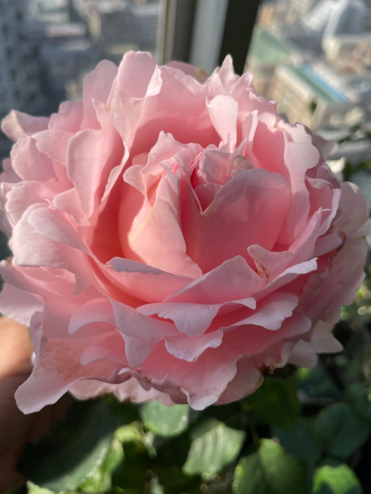 蕾付き❣️数量限定！超強香！超強健！大輪！フランス原産切り花品種　バラ苗 超強香！超強健！大輪！フランス原産切り花品種 入手困難 バラ苗