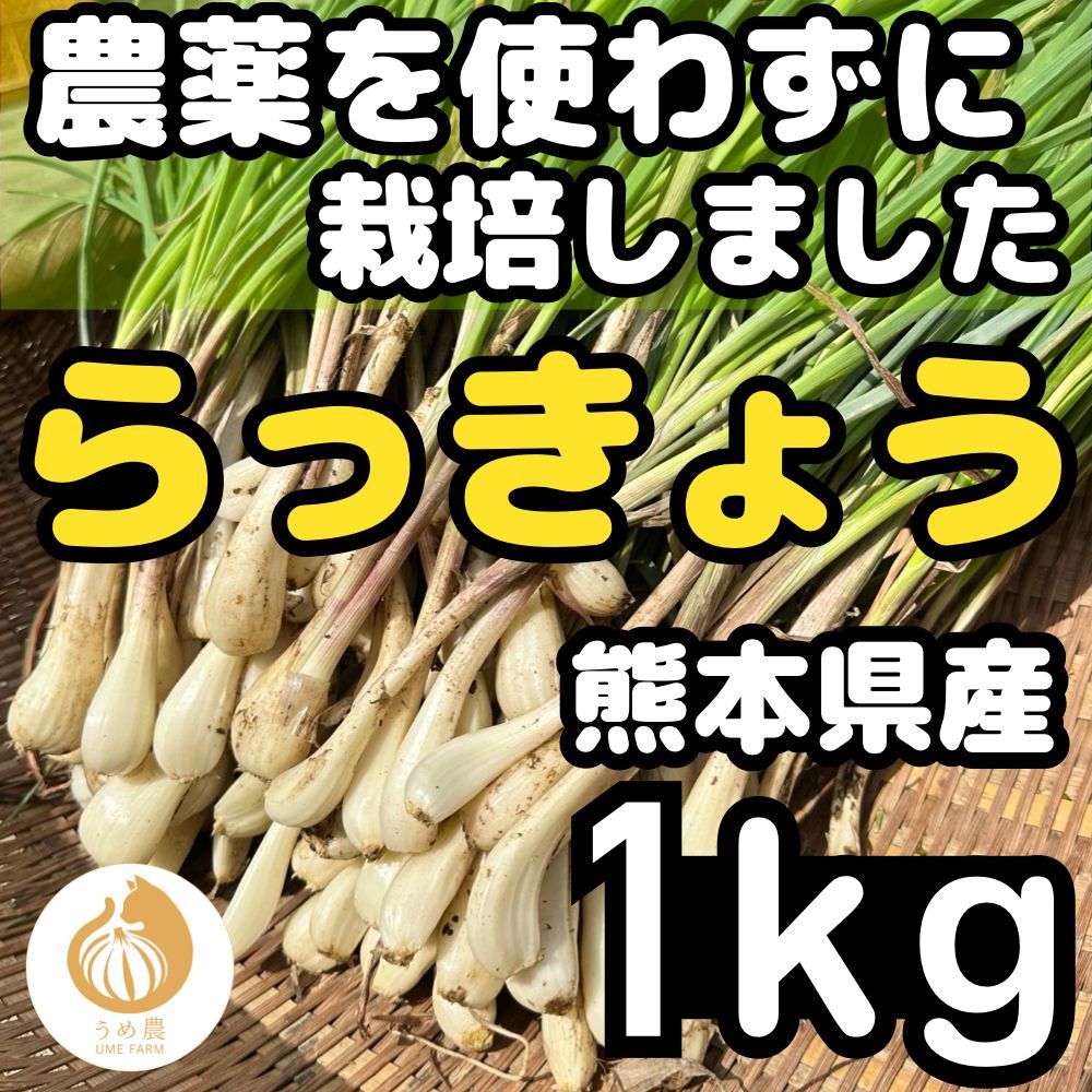 熊本県産 朝採り 新鮮らっきょう 10kg 栽培中農薬不使用 熊本県産 朝採り 新鮮らっきょう 1kg 栽培中農薬不使用 - メルカリ