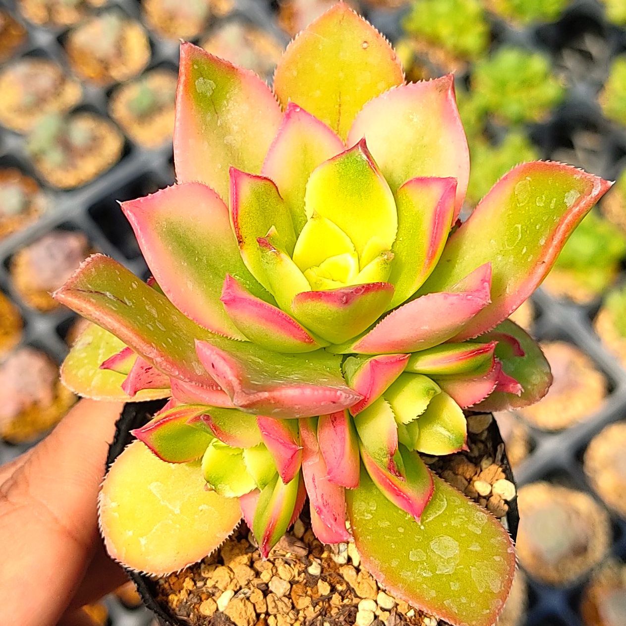 2024セール 多肉植物 夕映え♡抜き苗(^○^) 植物/観葉植物