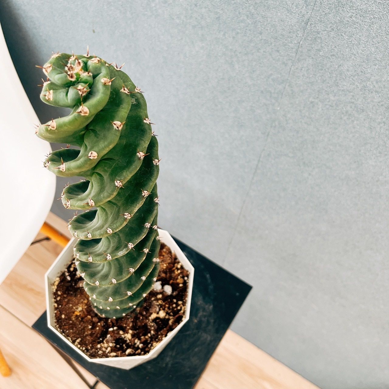 セレウス ペルビアナス スピラリス サボテン 多肉植物