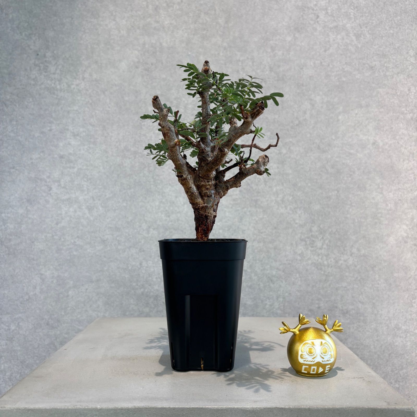 センナ　メリディオナリス　現地球 センナメリディオナリス 現地球株 鉢ごと発送 トシ様専用