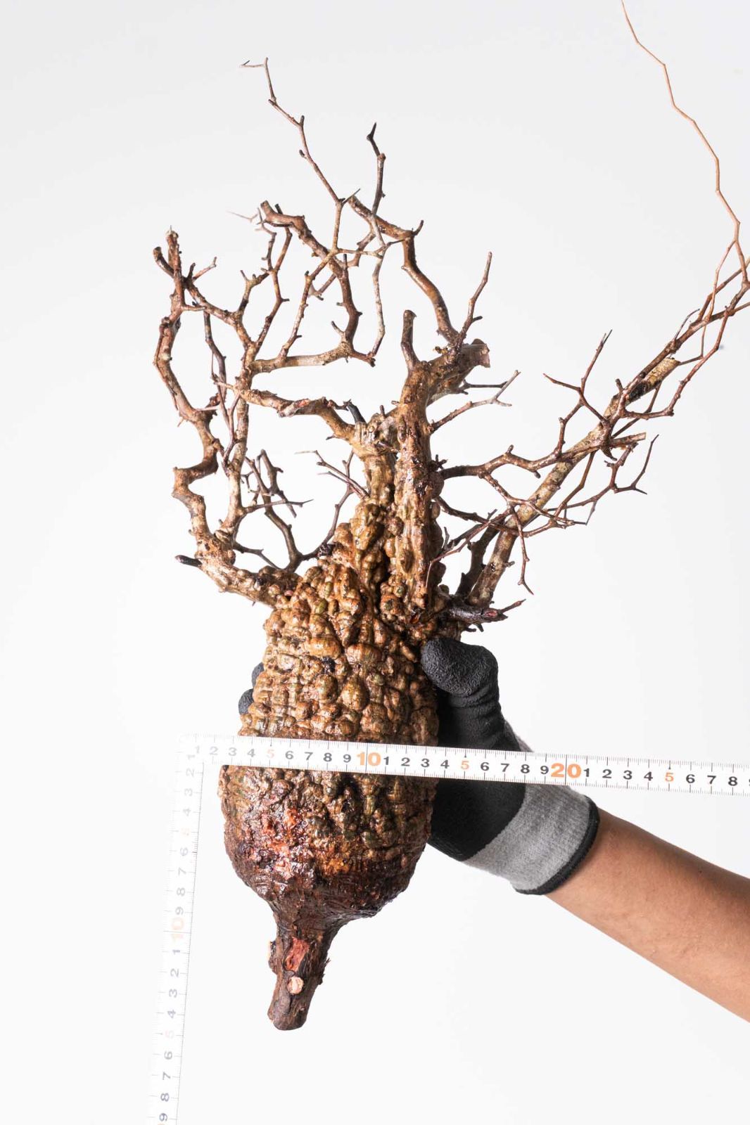 MP240 オペルクリカリア パキプス コーデックス ベアルート株 P212