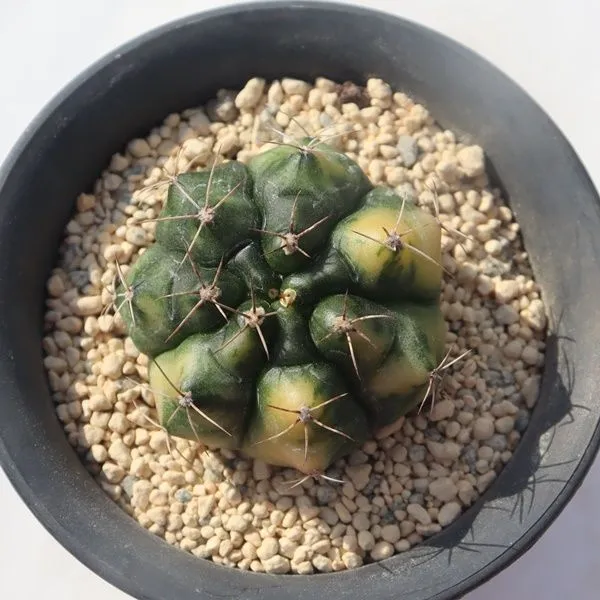 2025年最新】翠晃冠錦の人気アイテム - メルカリ