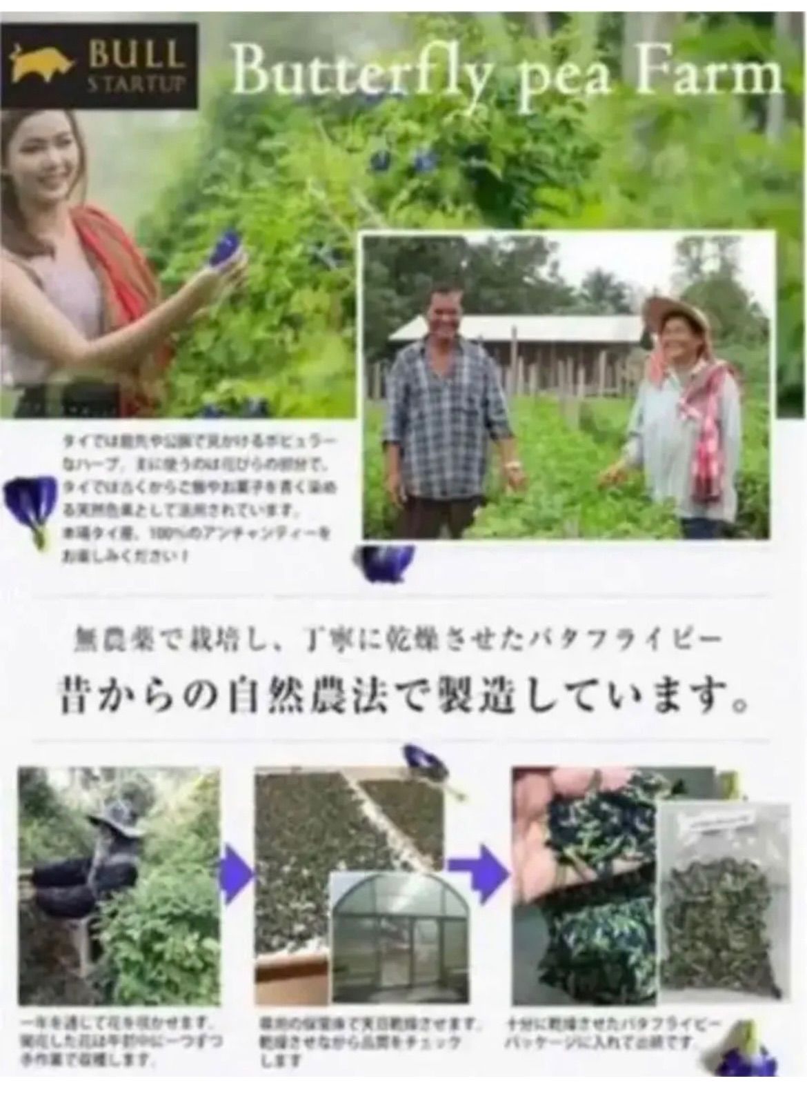 訳あり！青いお茶！1包で1L～2L分❣️ リラックス効果❣️たっぷり120包 クーポンあります❣️1包7カップ分【スッキリ爽やかな味わい】60包×2袋 ミント 🌱 🍋 バタフライピー レモングラス ミント バタフライピー！ ノンカフェイン！ ポスト投函