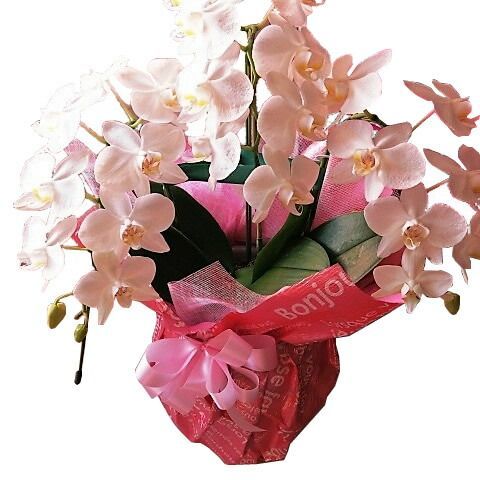 母の日 プレゼント ミニ胡蝶蘭 鉢植え ◆母の日ギフト 花鉢 かわいい胡蝶蘭 花言葉は幸福が飛んでくる♪