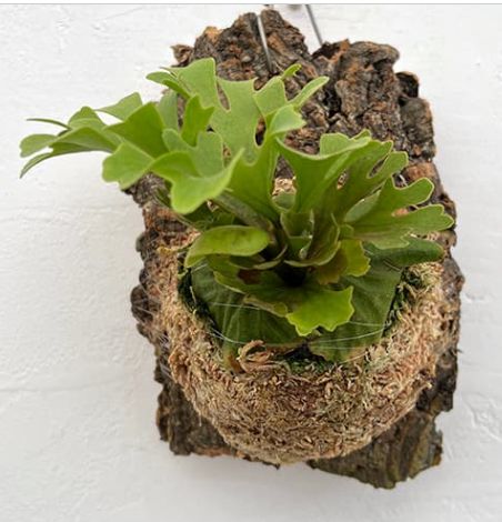 【超厳選美株 大株】ワイルドリドレイ ショートリーフ ビカクシダ　コウモリラン 超厳選美株 大株】ワイルドリドレイ ショートリーフ ビカクシダ