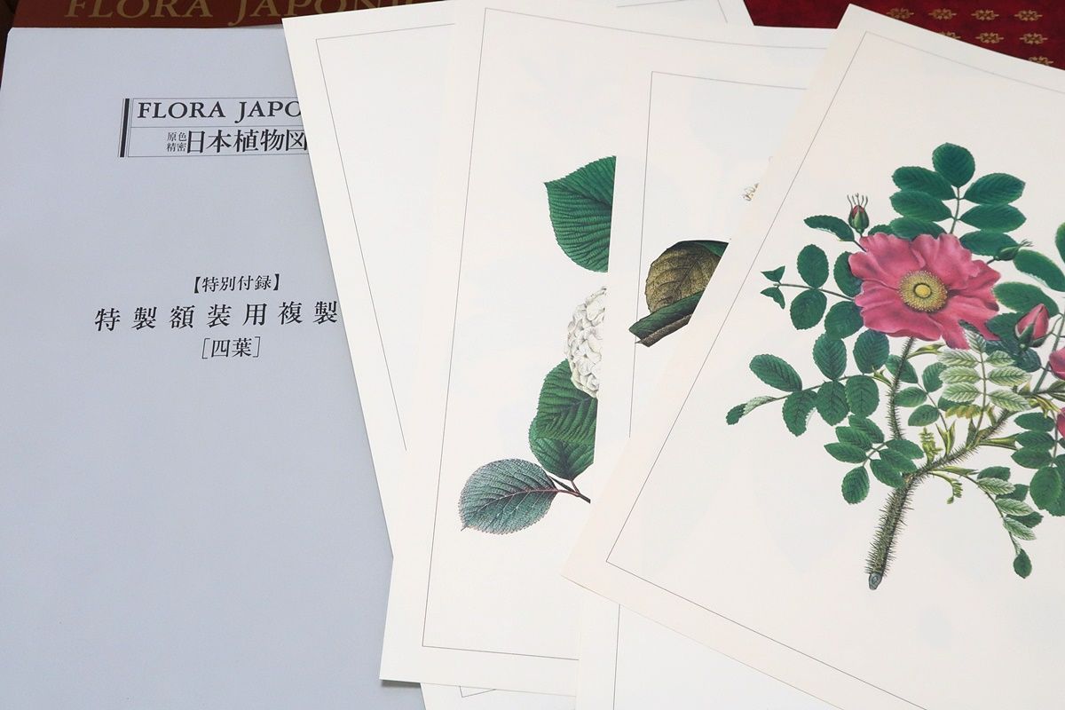 原色精密 日本植物図譜 シーボルト・フロラ・ヤポニカ ☆1984年 初版