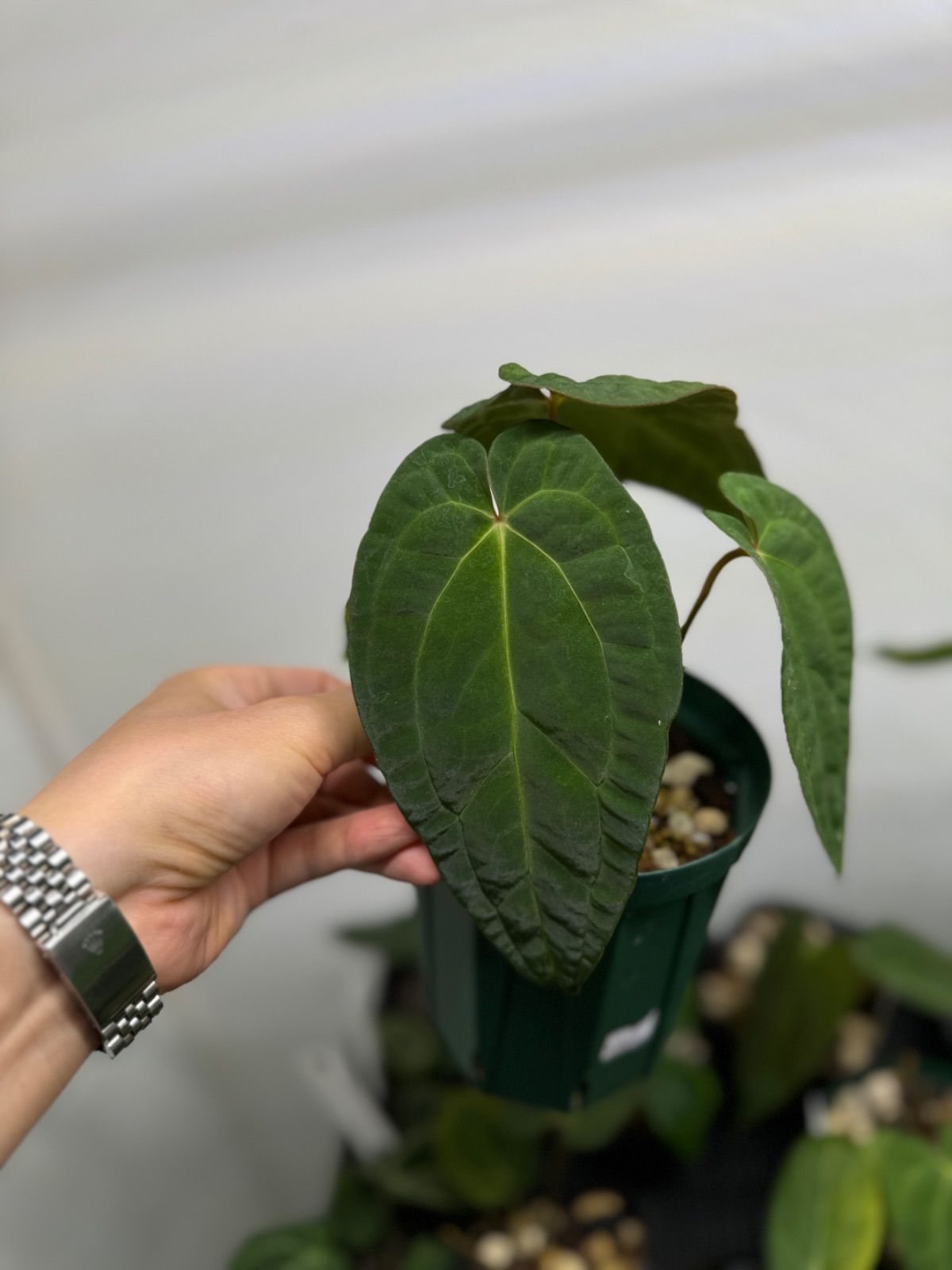 Anthuroom】Anthurium 'Blue papillilaminum' x 'X-one' - メルカリ