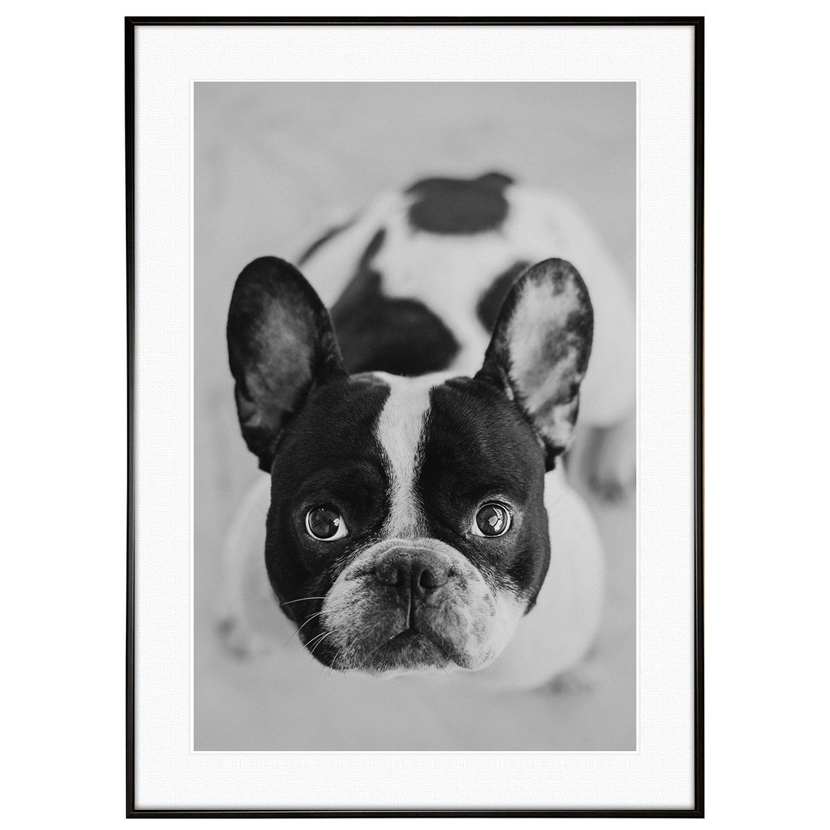 動物写真 犬 フレンチブルドッグ インテリア モノクロアートポスター額装 AS1818