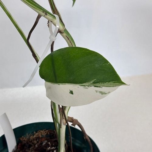 モンステラ ホワイトタイガー 斑入り★バリエガータ 観葉植物 レア 激レア!! モンステラ ホワイトタイガー(白斑入り) 全葉ハーフ