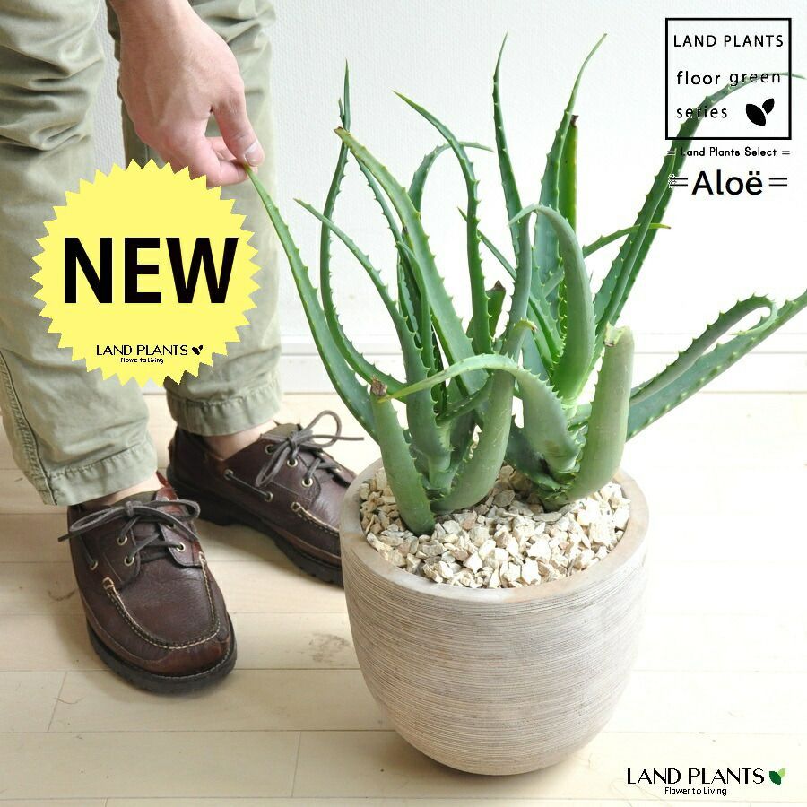 ハワイアンクリスマス サーフィン ☺︎ サンタわんちゃん オブジェ シーズー ハワイアンクリスマス サーフィン ☺︎ サンタわんちゃん オブジェ