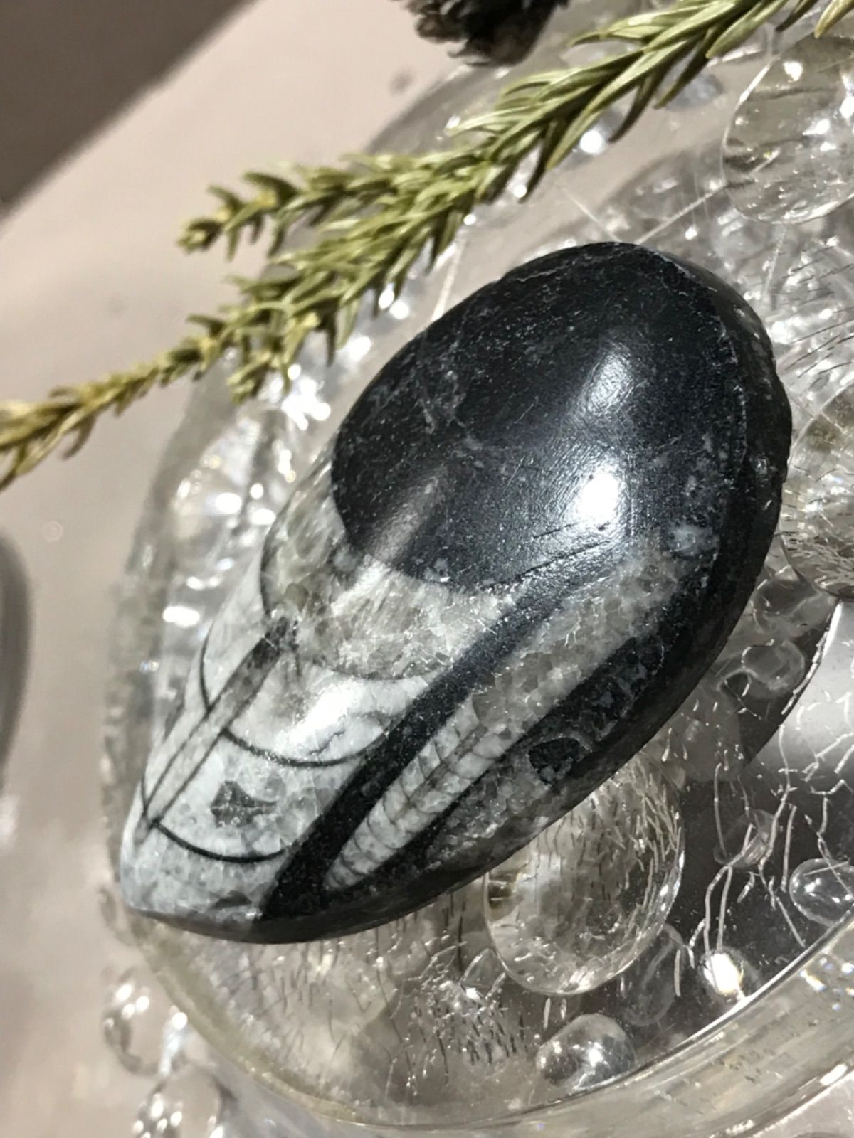 ◉モロッコ産【オルソセラス群/直角貝群】古生代デボン紀/化石[001 Amazon.co.jp: モロッコ産オルソセラス群直角貝群古生代デボン紀