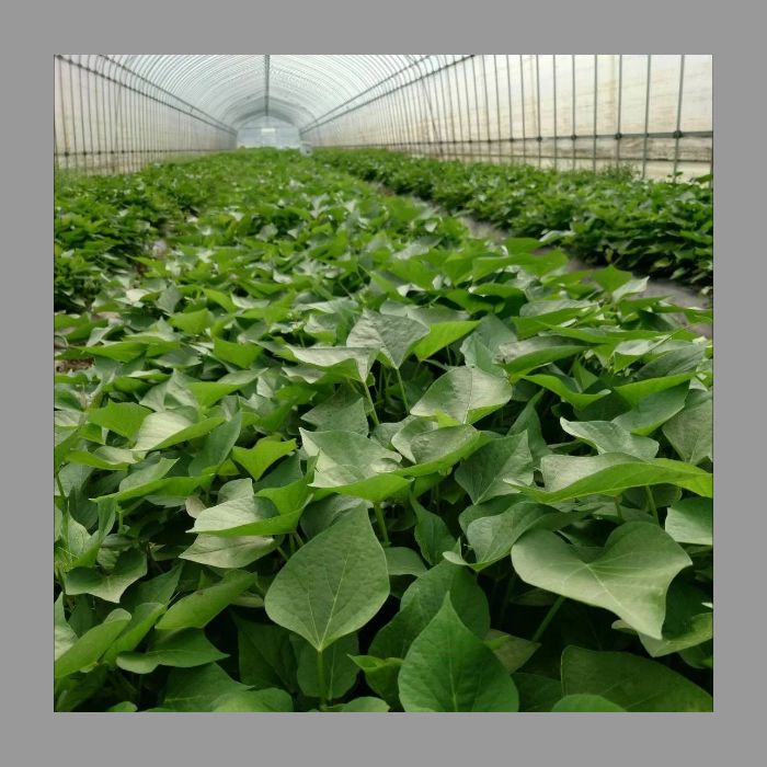 サツマイモ切苗 金時　1000本 サツマイモ 切苗 金時1000本 サツマイモ切苗 金時 1000本 サツマイモ切