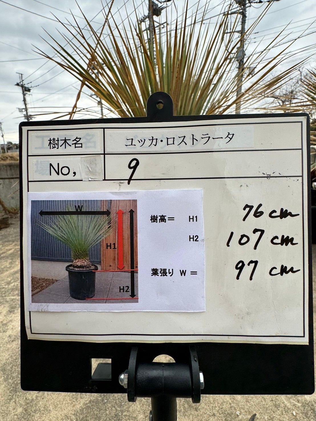 ユッカ はなっ ロストラータ タイ産 (引き取り限定)