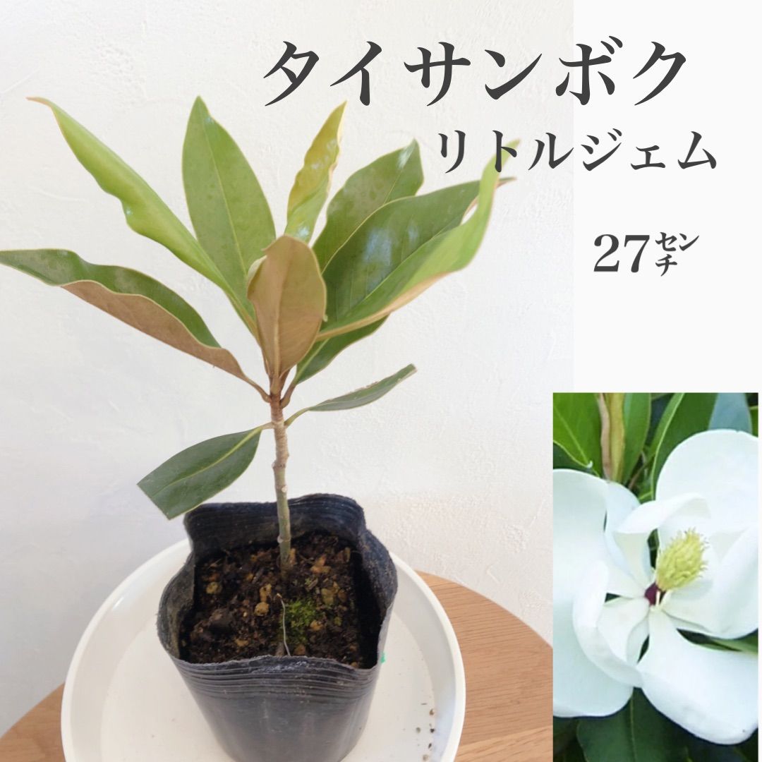 タイサンボク リトルジェム 苗・苗木 ② 泰山木 ドライフラワー