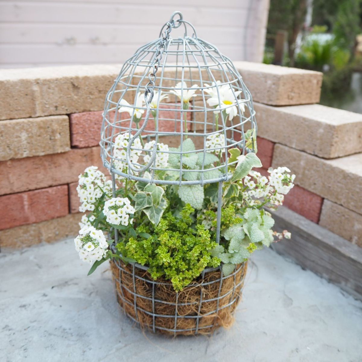 人気の福袋 爆買い 新品 未使用 ホワイトグリーンの爽やか鳥かご 寄せ植え フラワー ガーデン Www Dinagatislands Com Ph Www Dinagatislands Com Ph