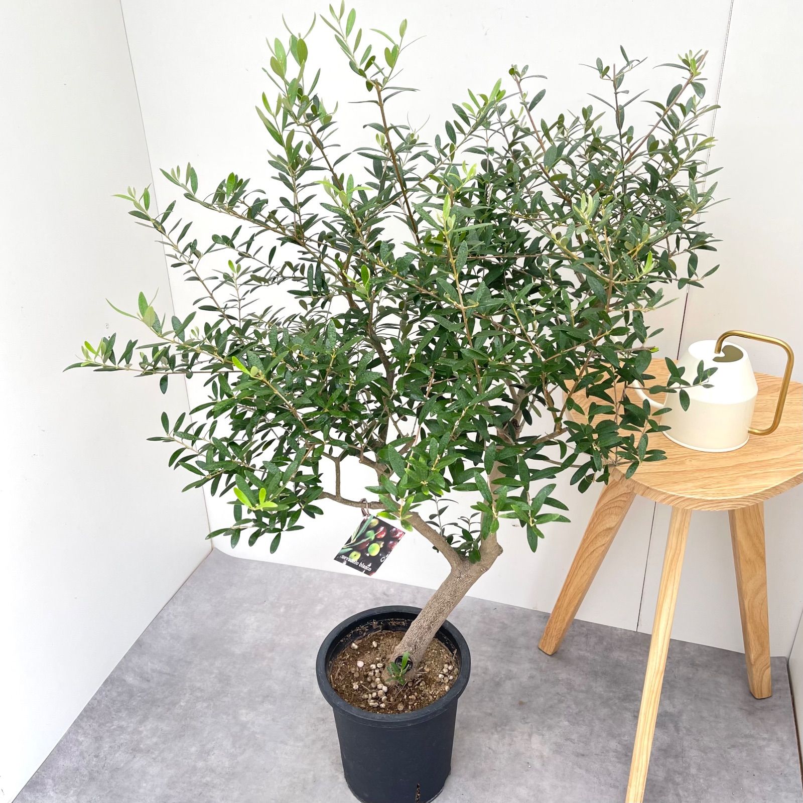 ネバディロブランコ 12