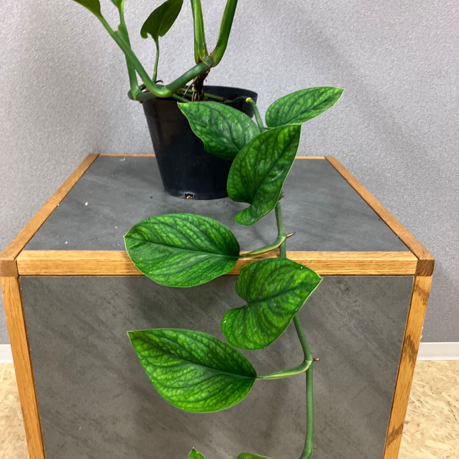 超希少❗️モンステラ　ピナッティパルティタ　ジェイドウィング✨ 希少 ピナッティパルティタ Monstera Pinnatipartita (ｼﾞｪｲﾄﾞ・ｼｬﾄﾙ