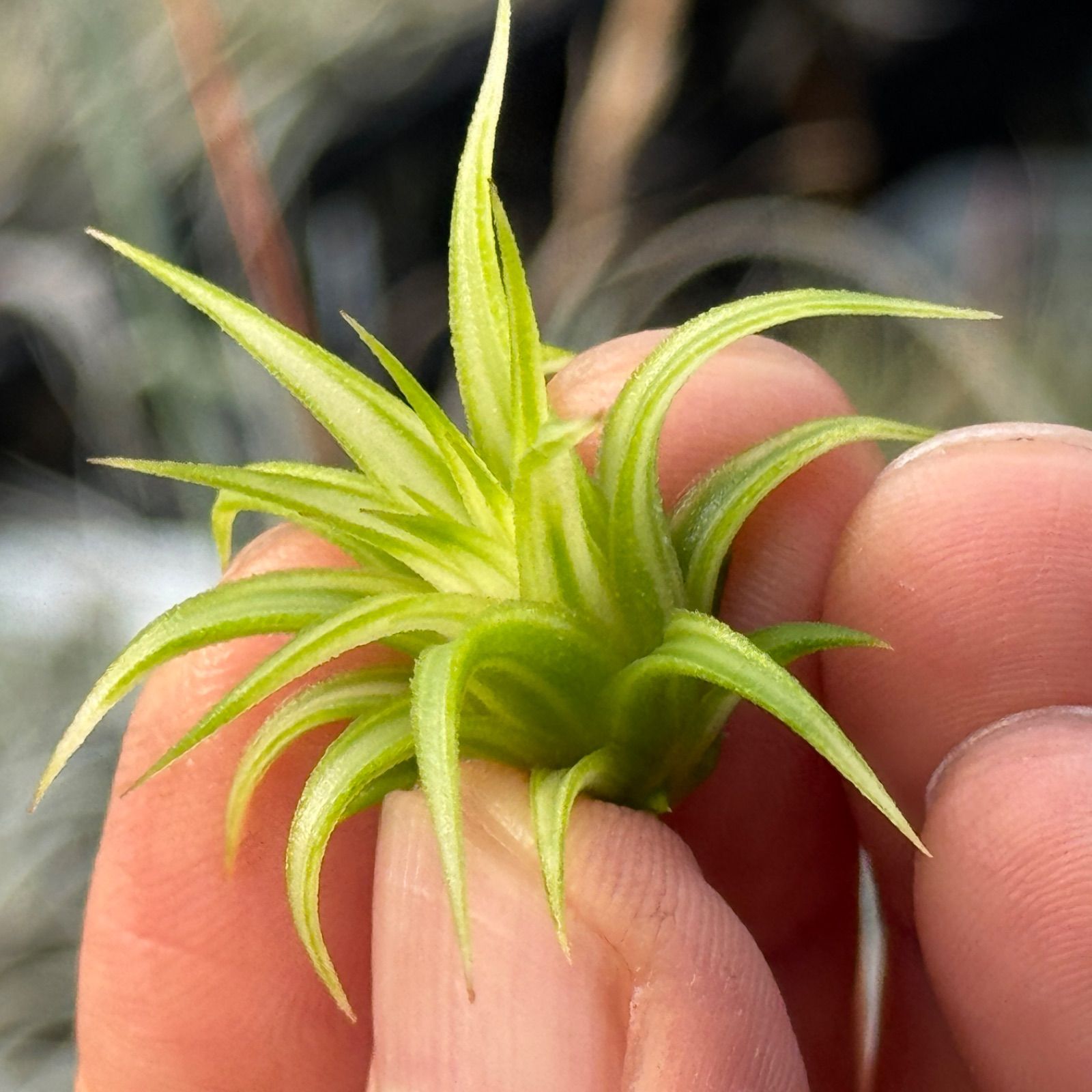 アルボマージナータ Tillandsia