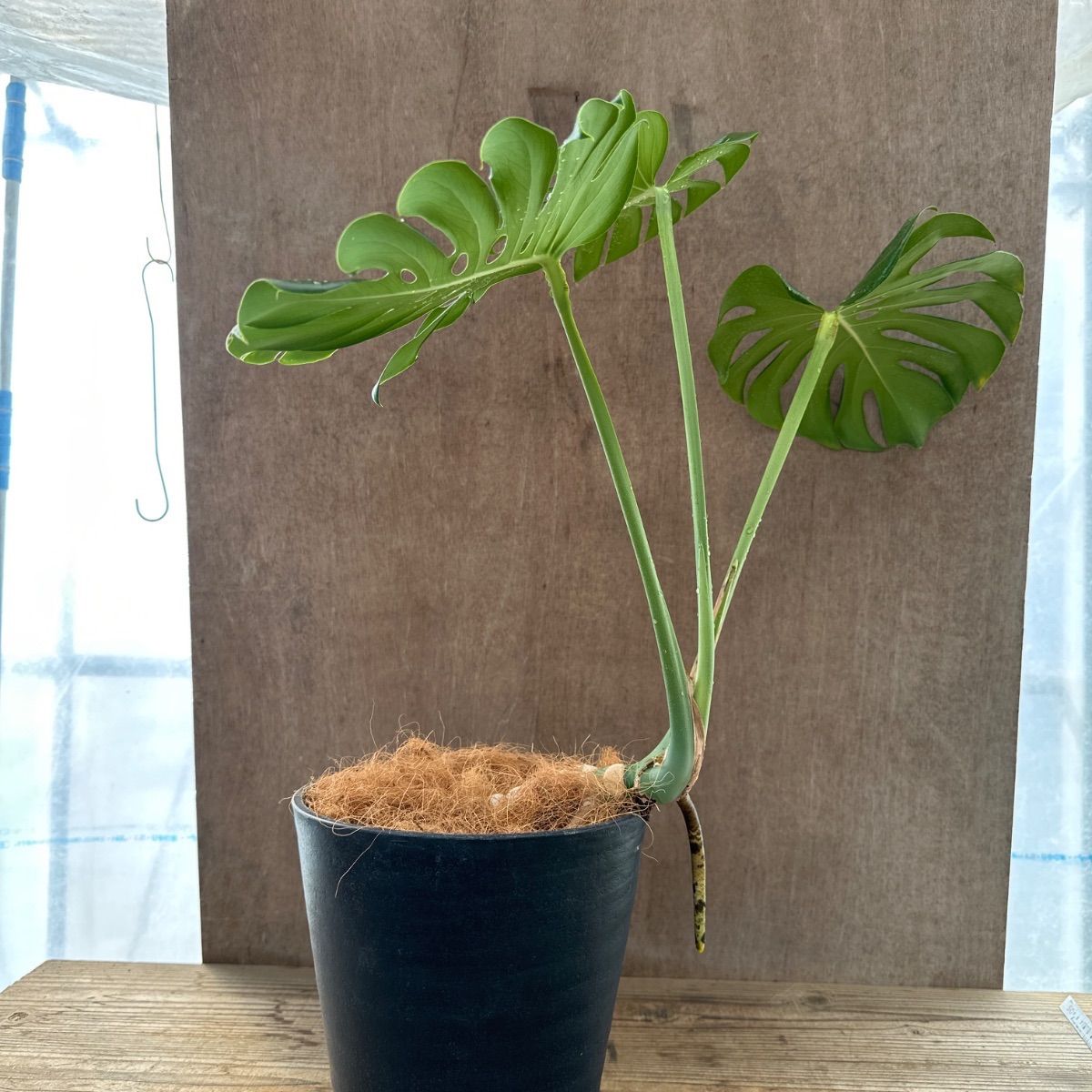 モンステラ① Monstera モンステラ属 現品 観葉植物 観葉 植物 珍奇 