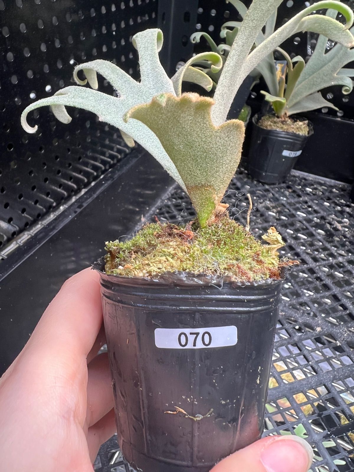 070【平凡之鹿】ビカクシダ Platycerium willinckii Jenny TC