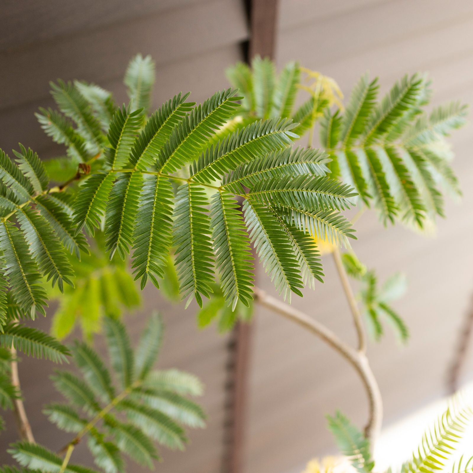 曲がり仕立て エバーフレッシュ 7号 樹脂鉢 盆栽 Ever fresh ネムの木