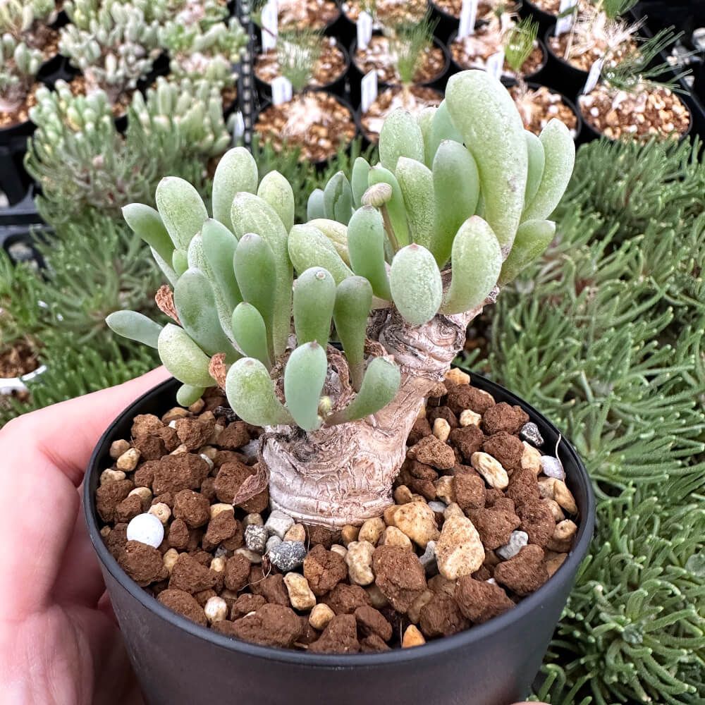 植物 鉢植 オトンナ クラビフォリア 3号鉢 Othonna clavifolia