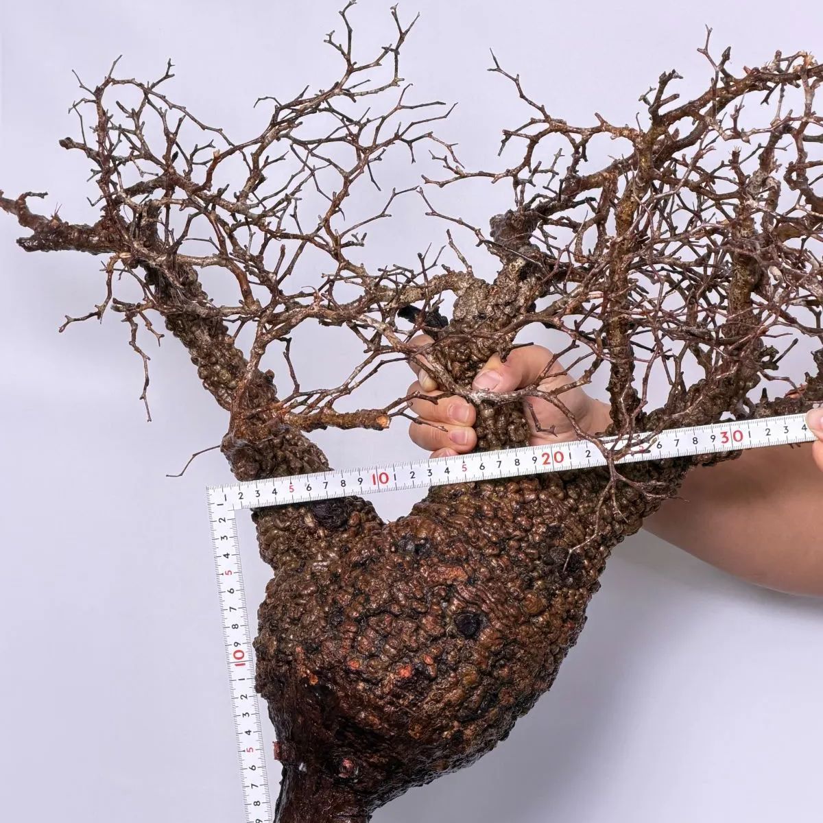 オペルクリカリア