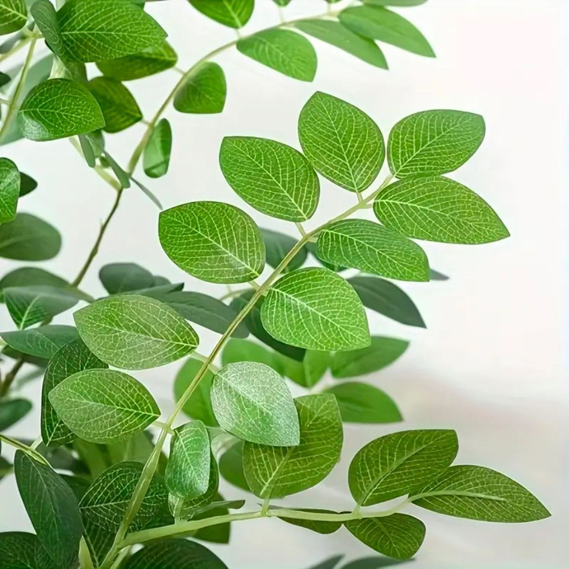 取り外し不可 葉植物