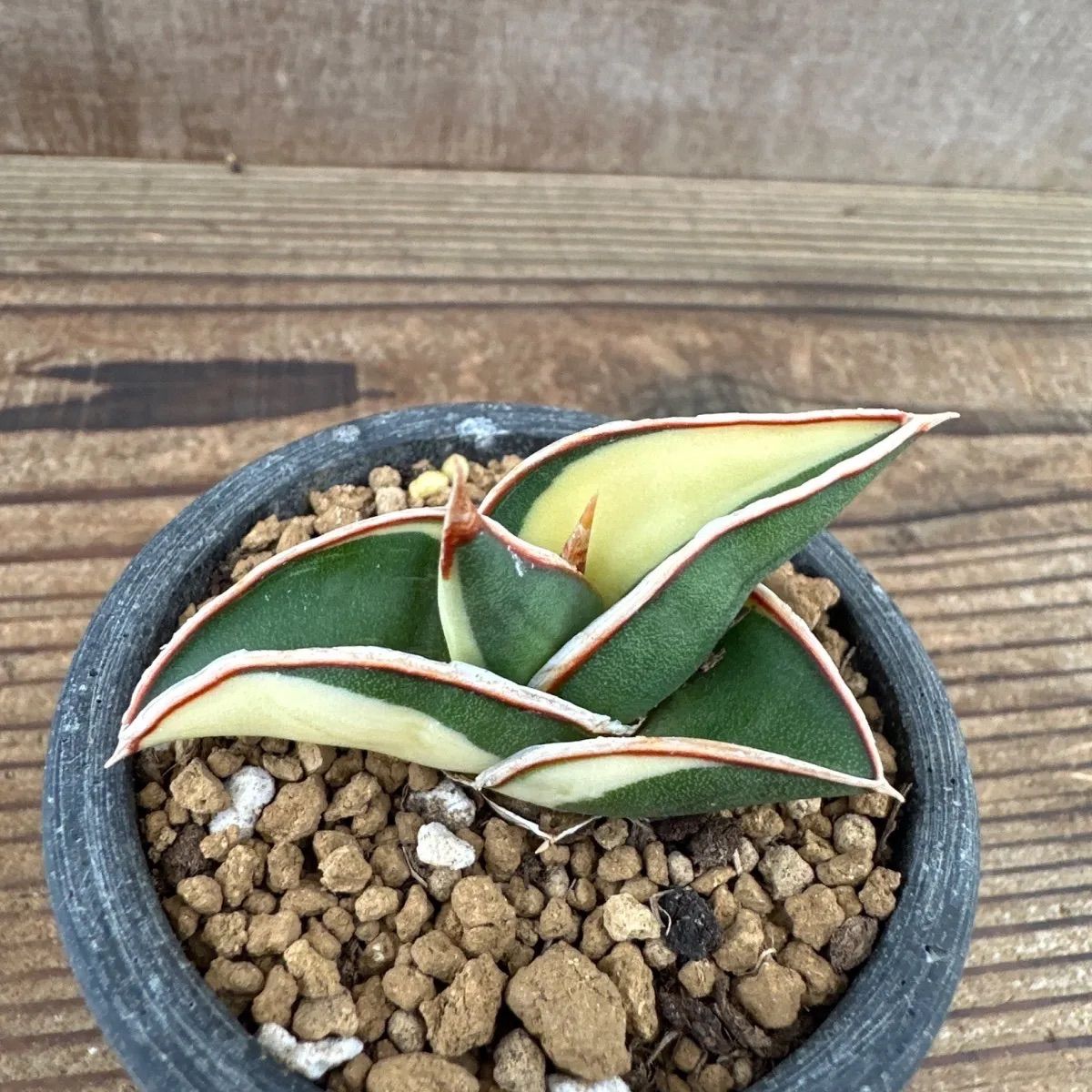 ＊Sansevieria Rorida＊サンスベリアロリダ＊斑入り＊ サンセベリア ロリダ 斑入り「Sansevieria rorida Var.」6/14-771
