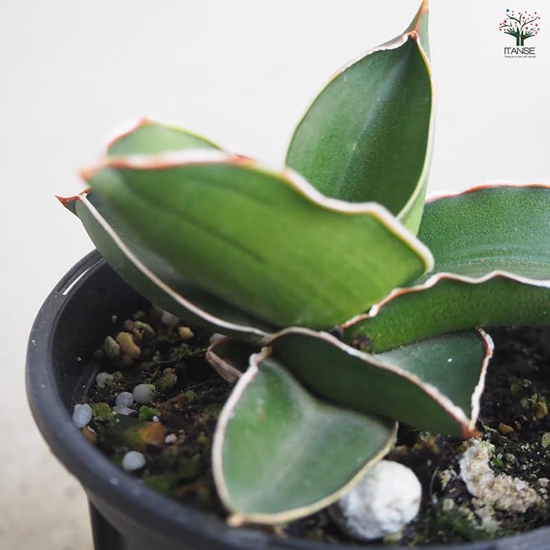 ミニサムライ 肉厚で鋭い葉を積み重ねることが特徴の品種