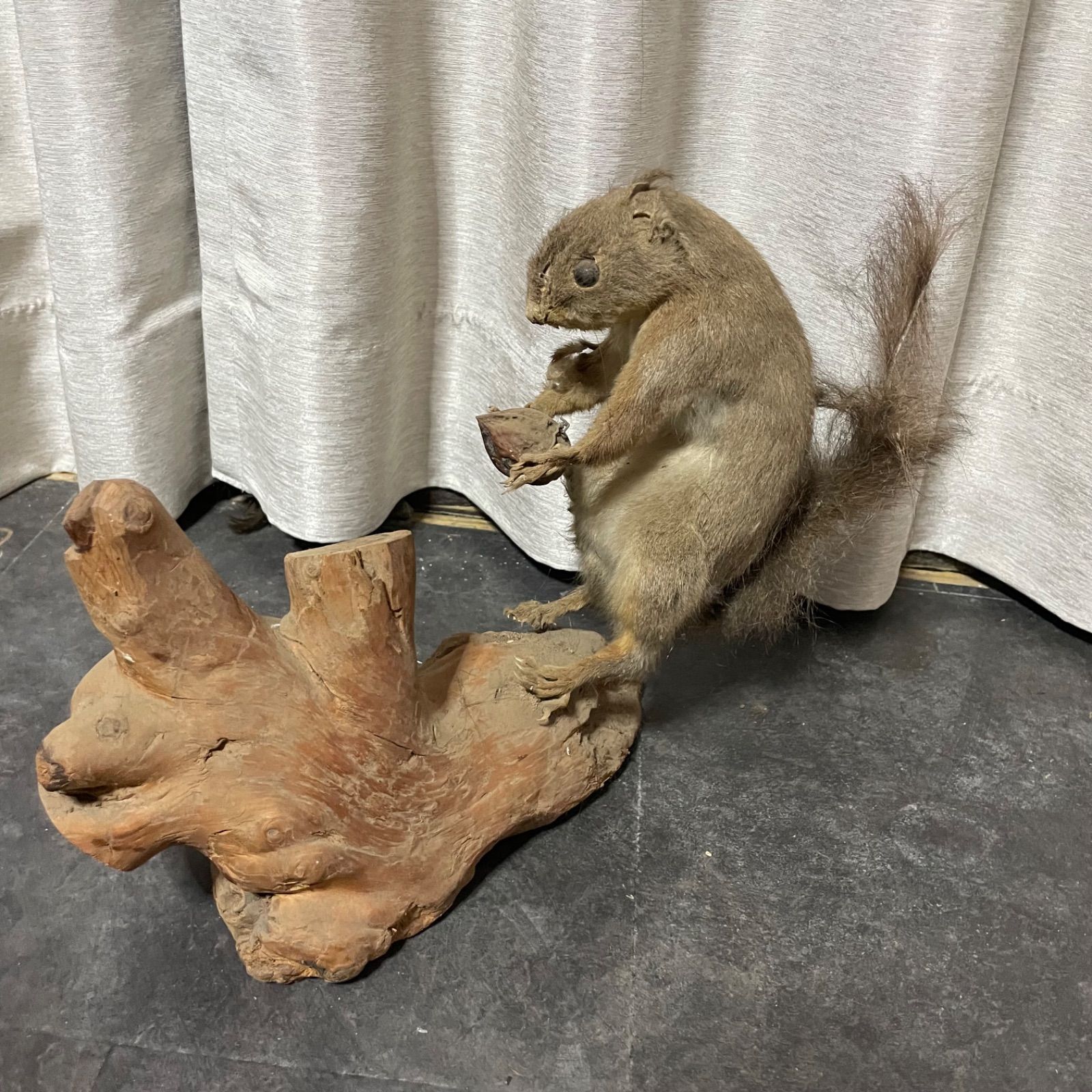 剥製　本物　リス ♭ リス 剥製 オブジェ 現状品 - メルカリ
