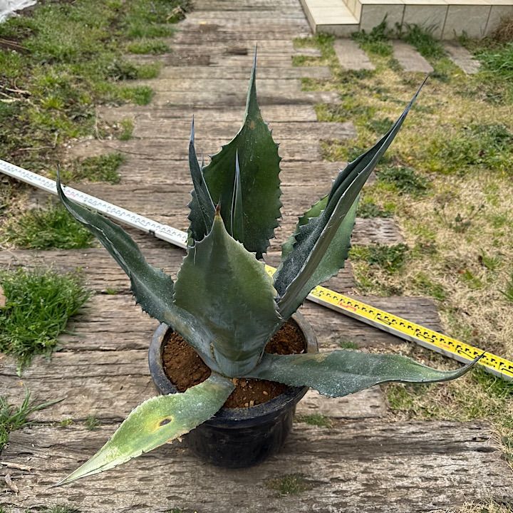 【大株】アガベ フェロックスベルビレ1（写真9月7日撮影） 大株】アガベ フェロックスベルビレ1（写真9月7日撮影） 大株】アガベ