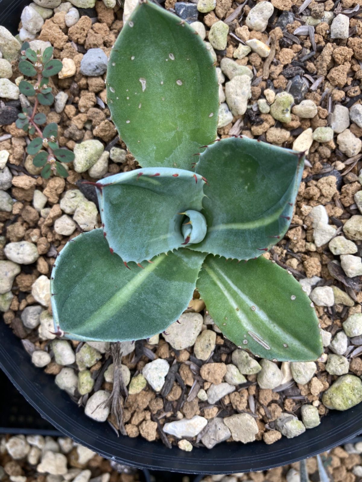 アガベ パリー トランカータ 塵斑 極上斑入り アガベ トランカータ