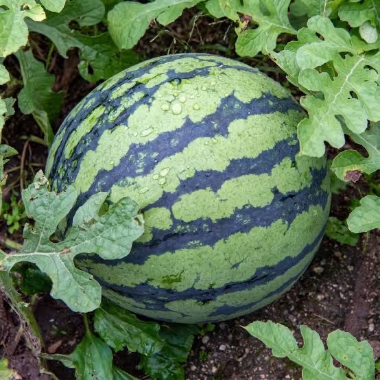 産地直送 熊本植木町スイカ【1玉入り】9kg 熊本スイカ】植木町の名産！