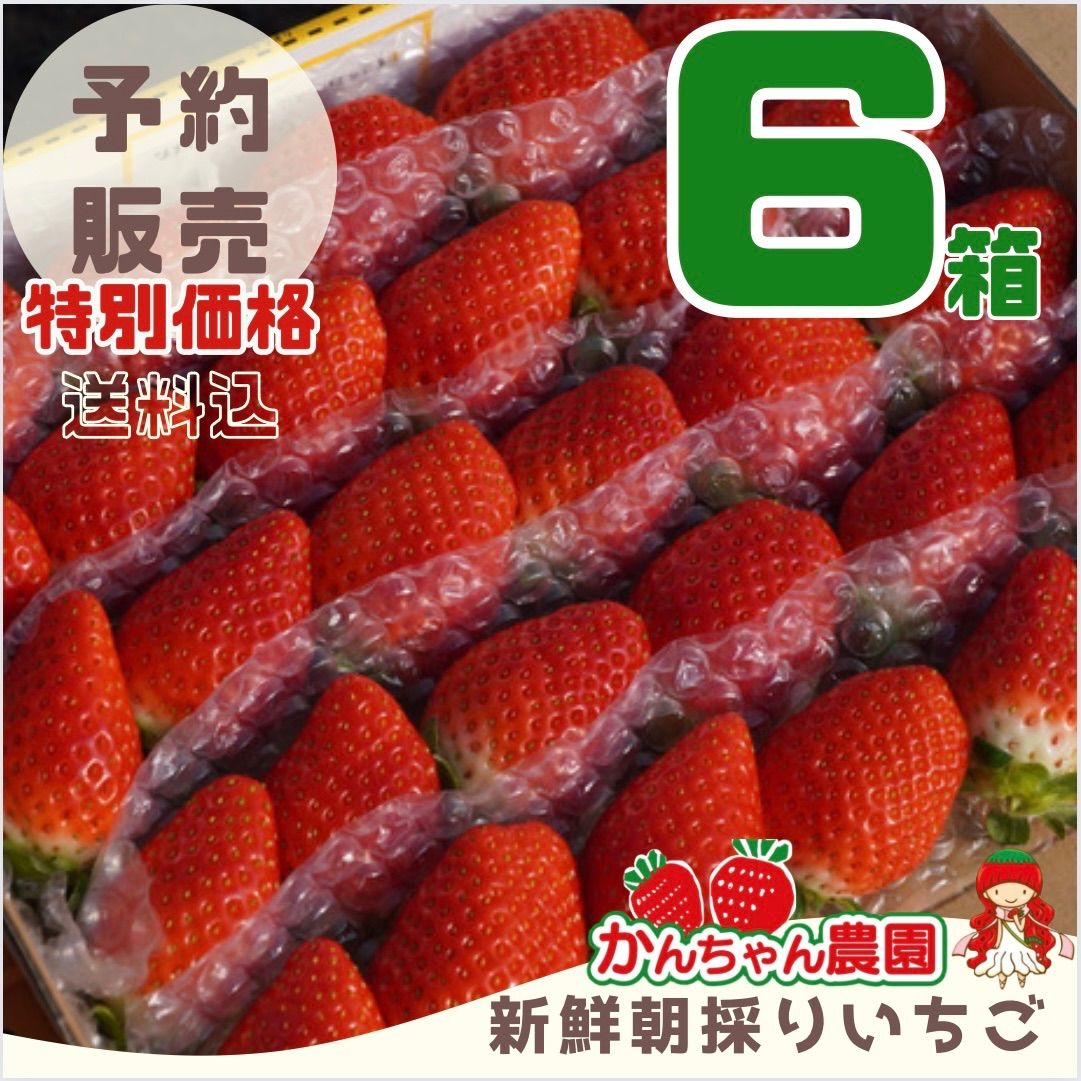 ⑥箱【予約販売】第4弾 新鮮朝採りいちご - メルカリ