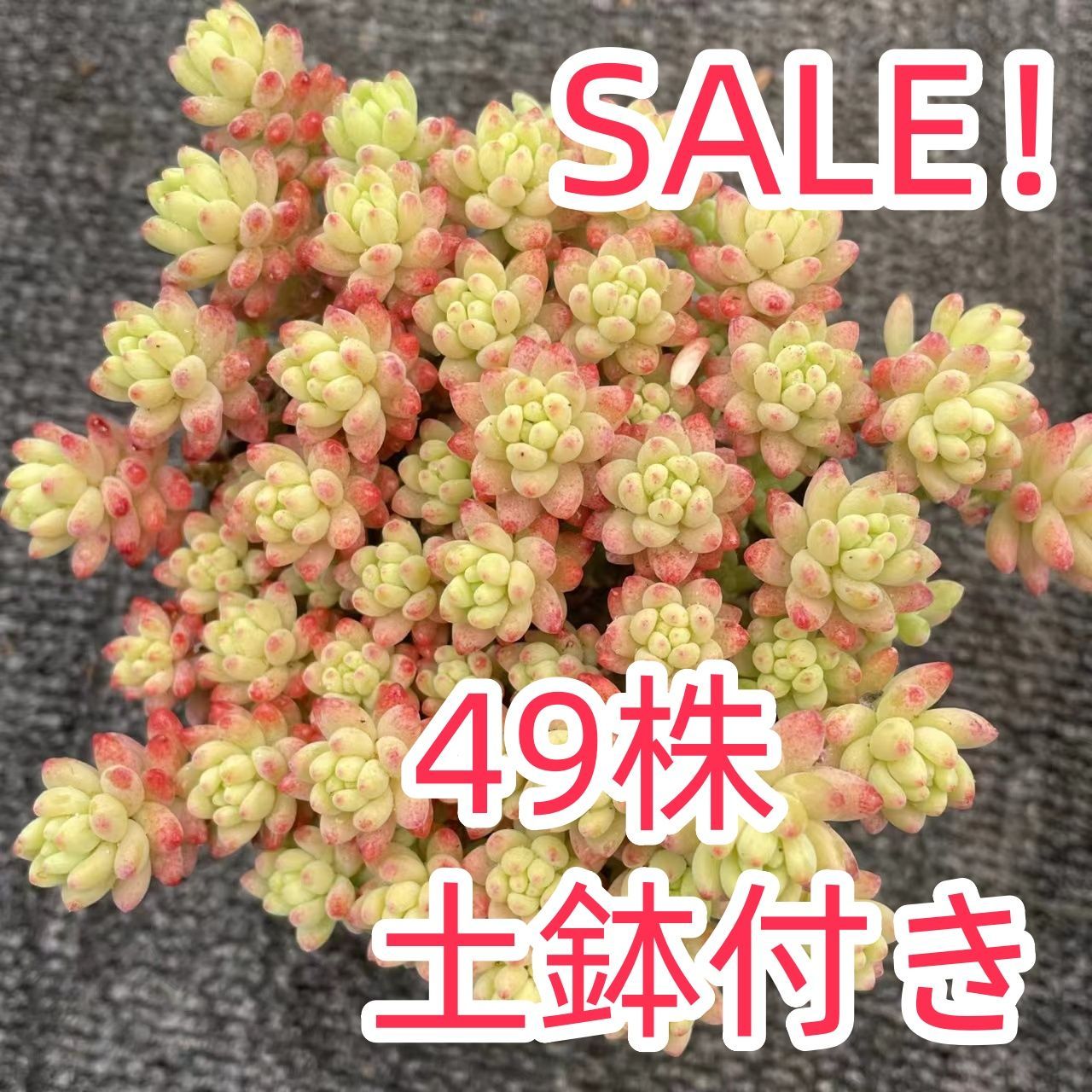 ヤマト発送 土鉢付き 花団錦 AM890×49株 多肉植物 エケベリア 品種