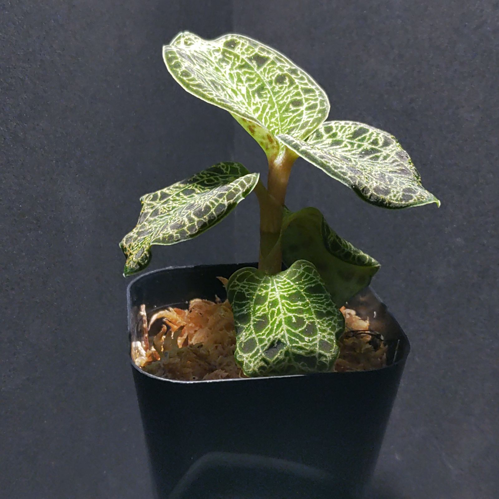 ジュエルオーキッド　マコデスペトラ　ブラック４株セット ジュエルオーキッド マコデスペトラ black type【624