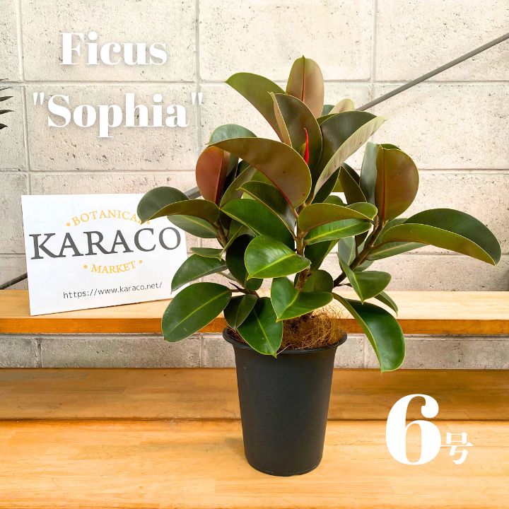 フィカス エラスティカ・ソフィア(ゴムの木の仲間)【観葉植物 8号鉢／1
