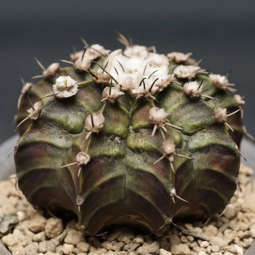 Gymnocalycium ギムノカリキウム