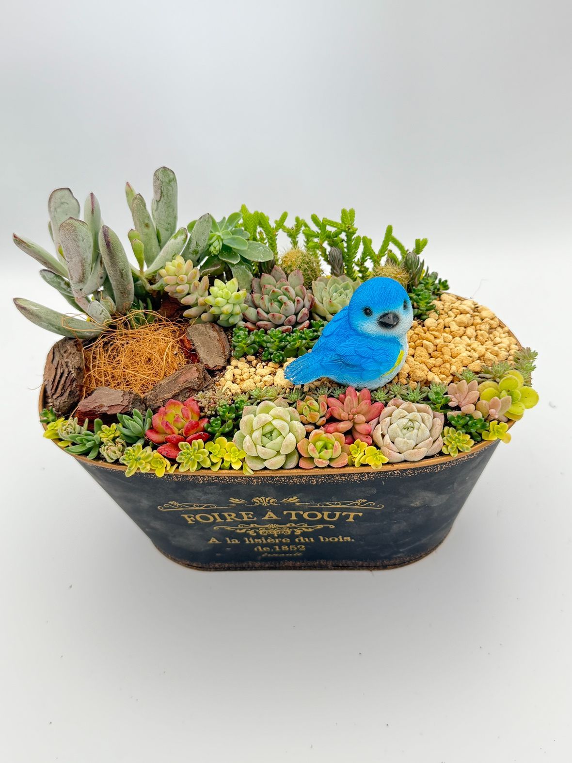 かわいいボンバックス まんまる仕立て かわいい 多肉 植物