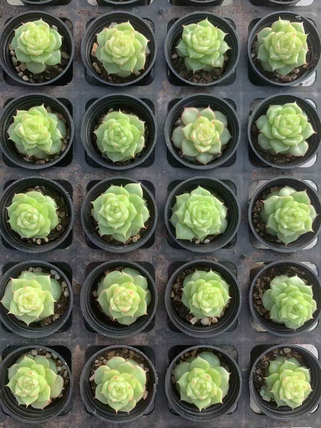 54株の抜き苗セット 玲玉 れいぎょく 多肉植物 佐川急便発送 エケベリア 韓国苗 LX27 STEELWINDOWSANDDOORS_COM