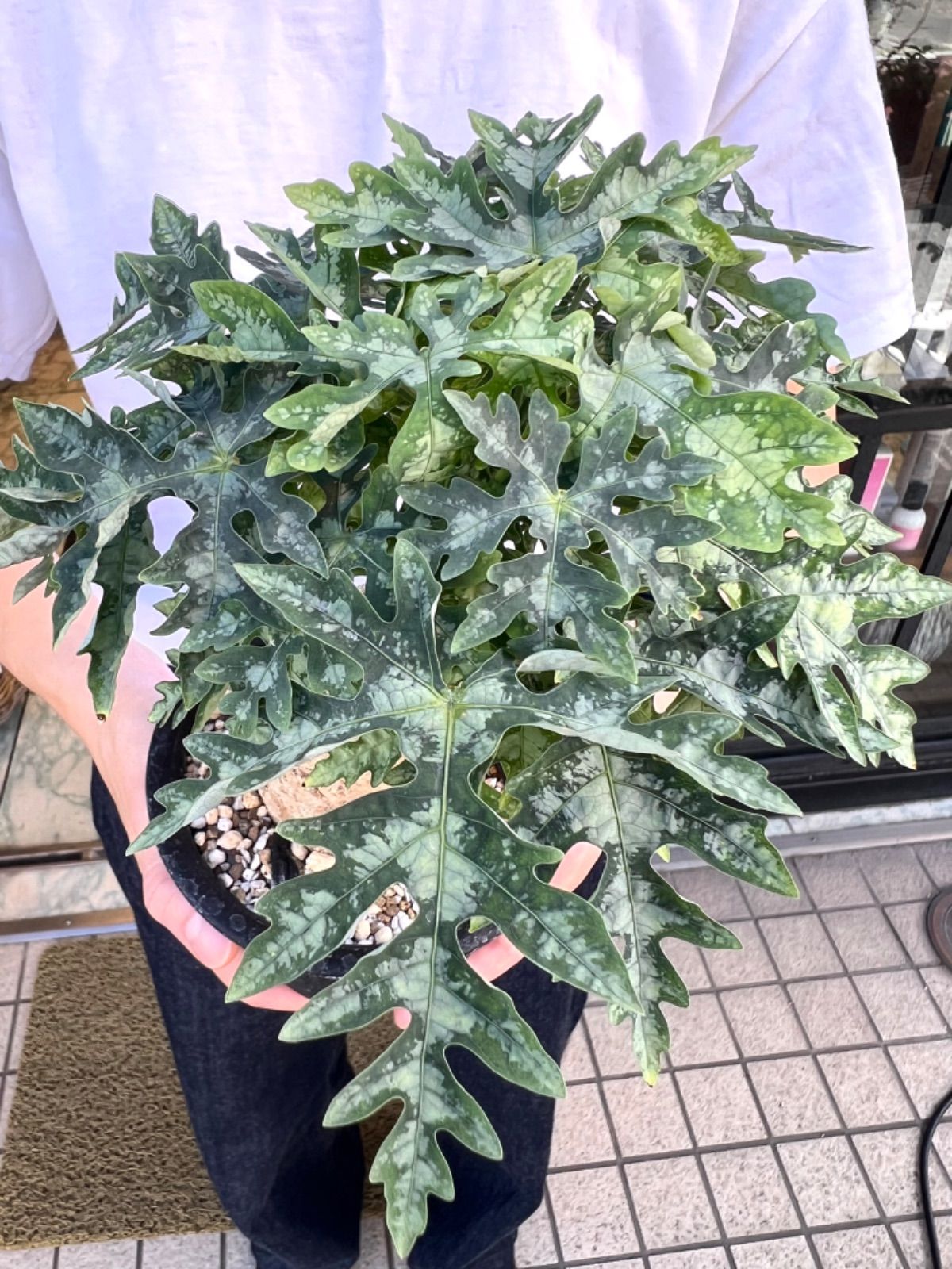 アデニアメタモルファ 旧アデニアペリエリ 現地球 発根済 - メルカリ