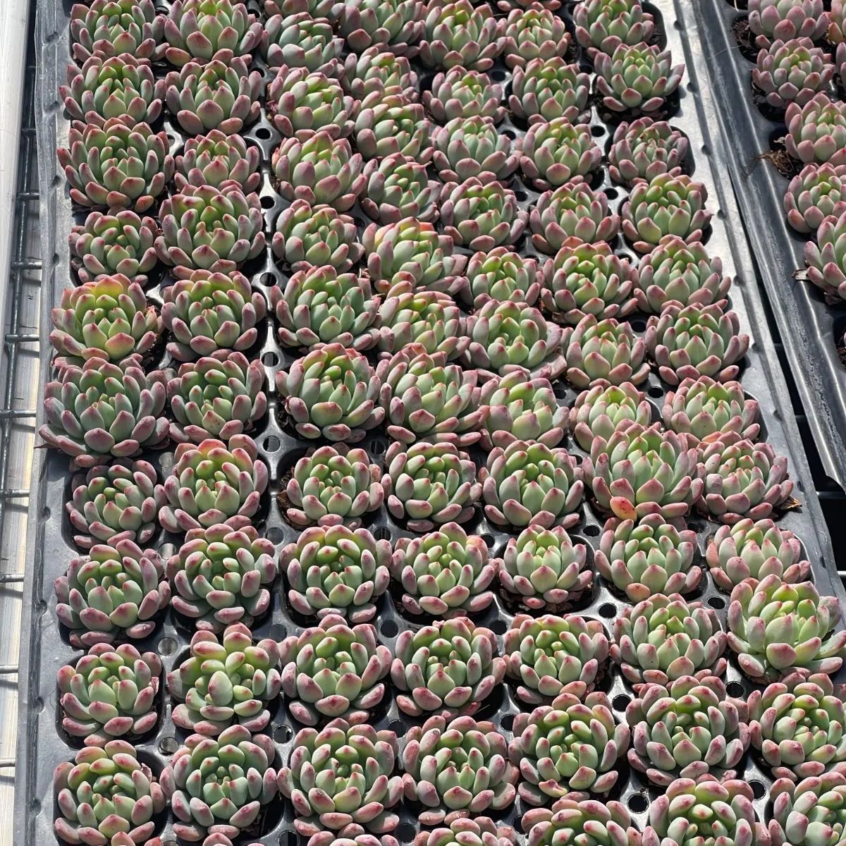 105株 S126-4 多肉植物 エケベリア 青リンゴ 超美苗 サボテン 観葉植物 