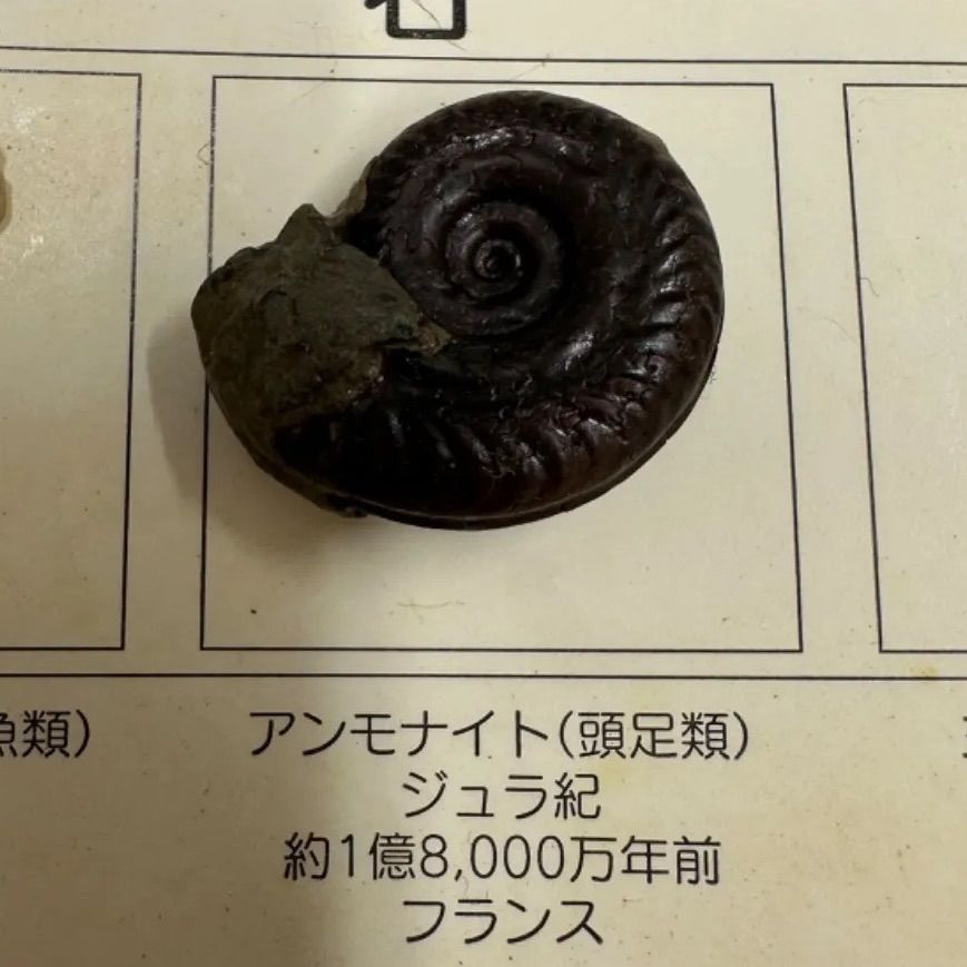 希少】化石 国立科学博物館 FOSSILS SPECIMENS サメの歯化石 アンモナイト 三葉虫 ストロマトライト 1024080200101T  （SNA） - メルカリ